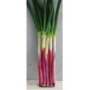 赤ねぎクイーン(赤ねぎ一本太) 20ml 葱 ネギ ねぎ ダイヤ交配