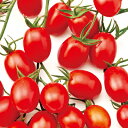 TYジュエルレッドトマト 100粒 トマト とまと 蕃茄 F1