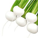 CR雪峰 コート種子L(5000粒) かぶ カブ 蕪 武蔵野交配