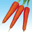 博多時無五寸 2dl ニンジン にんじん 人参 中原採種場