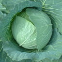 舞にしき 2000粒 キャベツ 渡辺交配