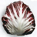 チェスト夏 lコート1000粒 レタス