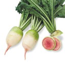 中国紅芯 1dl 大根 ダイコン だいこん ヤエ育成 ◎