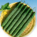 北京四葉 350粒 胡瓜 キュウリ きゅうり F1 中原採種場