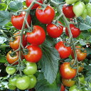 サンチェリー720 100粒 トマト とまと 蕃茄