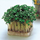 かいわれブロッコリー 1l スプラウト 中原採種場