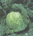 北ひかり甘藍 タキイ交配 2000粒2センR キャベツ 甘藍 かんらん カンラン