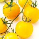 TYミディイエロートマト 100粒 トマト とまと 蕃茄 F1 中原採種場