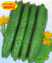 美貴緑地這 350粒 きゅうり 胡瓜 松永交配