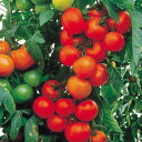 グルメ 100粒 トマト とまと 蕃茄 F1 中原採種場