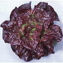 ニュー赤サラダ菜 ペレット5000粒 レタス