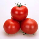 甘しずく 100粒 トマト とまと 蕃茄