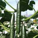 瑞帆 100粒 胡瓜 キュウリ きゅうり