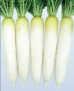 八重の砦 1000粒 大根 ダイコン だいこん