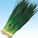 雷山 2dl 葱 ネギ ねぎ F1 中原採種場