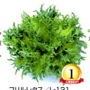 フリルレタス　L-121 千粒(コートL) レタス 中原採種場