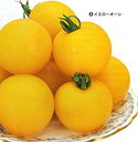 イエローオーレ 100粒 トマト とまと 蕃茄