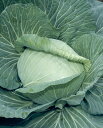 一号甘藍(もみじ) タキイ交配 2000粒2センR キャベツ 甘藍 かんらん カンラン