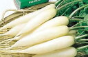 雪小町廿日大根 2dl 大根 ダイコン だいこん