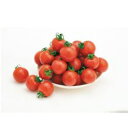 ほれまる 100粒 トマト とまと 蕃茄 一代交配　