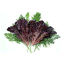 ファラオ 20ml レタス リーフレタス