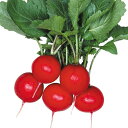 バードランド 2dl詰 大根 ダイコン だいこん