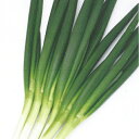 白翠(KAA-001)20ml 葱 ネギ ねぎ