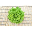 モントレー 20ml レタス