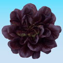 レッドバターレタス　L-106 千粒(コートL) レタス 中原採種場 ◎