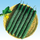 山東四葉2号 350粒 胡瓜 キュウリ きゅうり F1 中原採種場