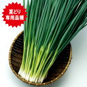 ブラックサマー 2dl 葱 ネギ ねぎ F1 中原採種場