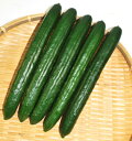 夏のおくりもの 100粒 胡瓜 キュウリ きゅうり 渡辺交配