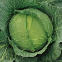 四季穫甘藍(うめ) タキイ交配 2000粒2センR キャベツ 甘藍 かんらん カンラン