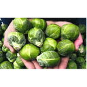 カヴォレッティ(TSGI-1638) Lコート1000粒 芽キャベツ