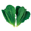 コスレタス(晩抽系)L-141 Lコート1000粒 レタス 中原採種場