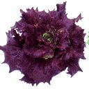 レッドバタビアレタス　L-115 千粒(コートL) レタス 中原採種場