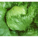 カルマーMR 20ml レタス