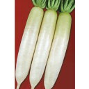 冬ぞなえ 1000粒 大根 ダイコン だいこん 宇治交配