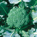 里緑 10ml ブロッコリー