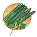 八重成山東 20ml 胡瓜 キュウリ きゅうり八重成山東