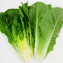 アルト PVP ペレット1000粒 レタス