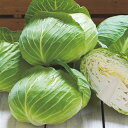 おきなSP甘藍 タキイ交配 2000粒2センR キャベツ 甘藍 かんらん カンラン