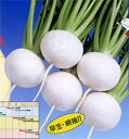 CR雪あかり 20ml かぶ カブ 蕪