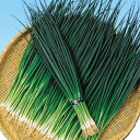 雷王 2dl 葱 ネギ ねぎ F1 中原採種場