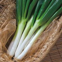 ふゆわらべ葱 PVP 2L5千粒5センR 葱 ネギ ねぎ