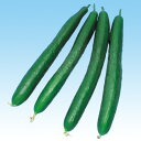 近成山東 350粒 胡瓜 キュウリ きゅうり F1 中原採種場