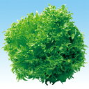 フリルレタス　L-125 千粒(コートL) レタス 中原採種場