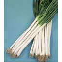 石倉根深冬太 2dl 葱 ネギ ねぎ