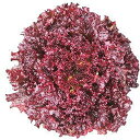 イノベーションレッドグラス Lコート1000粒 レタス