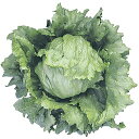 ツララ Lコート1000粒 レタス◎